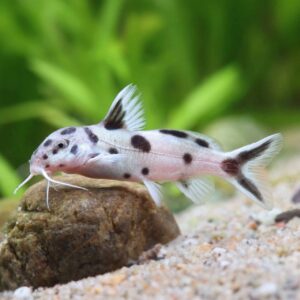 Synodontis polli white