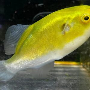 Auriglobus modestus