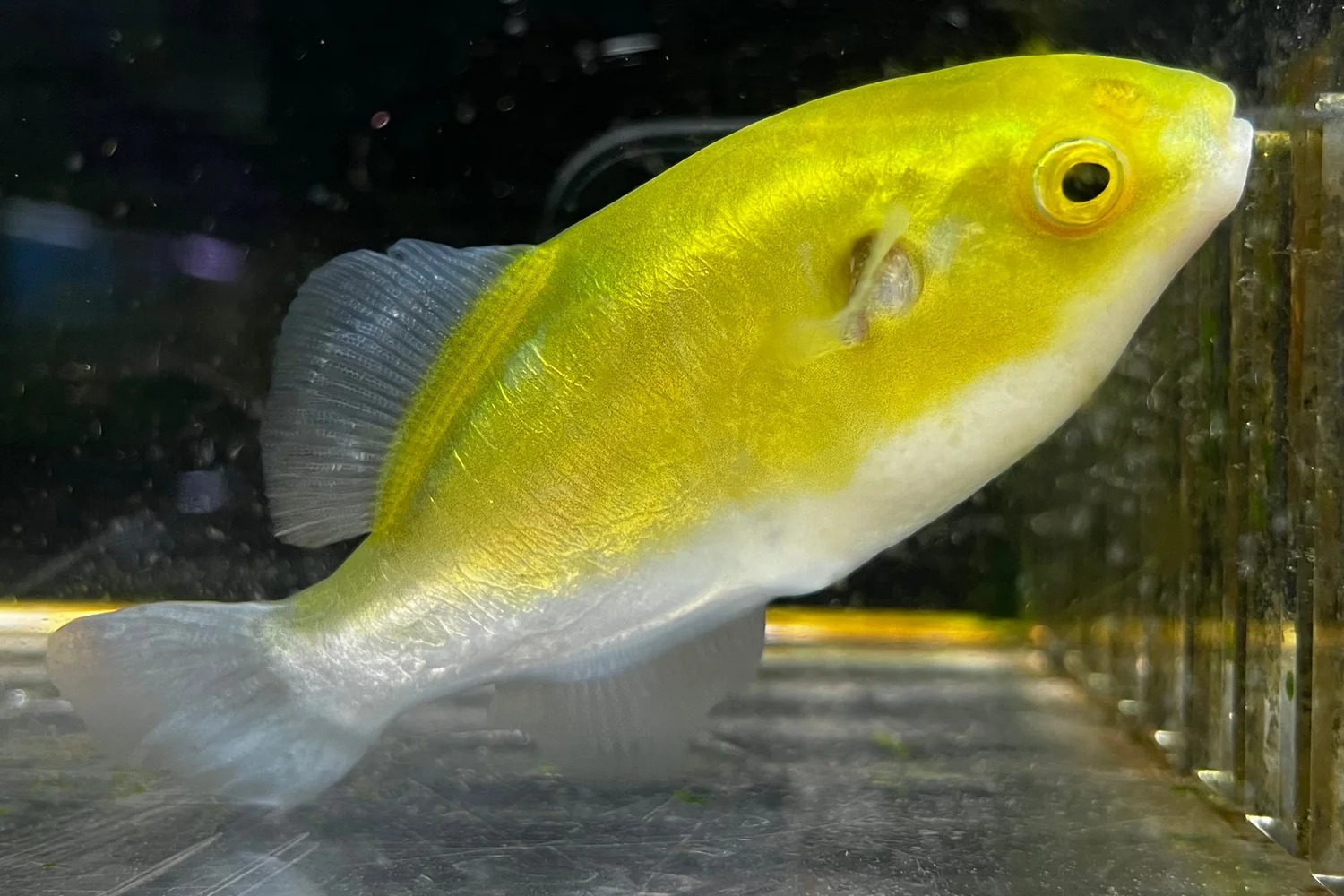 Auriglobus modestus
