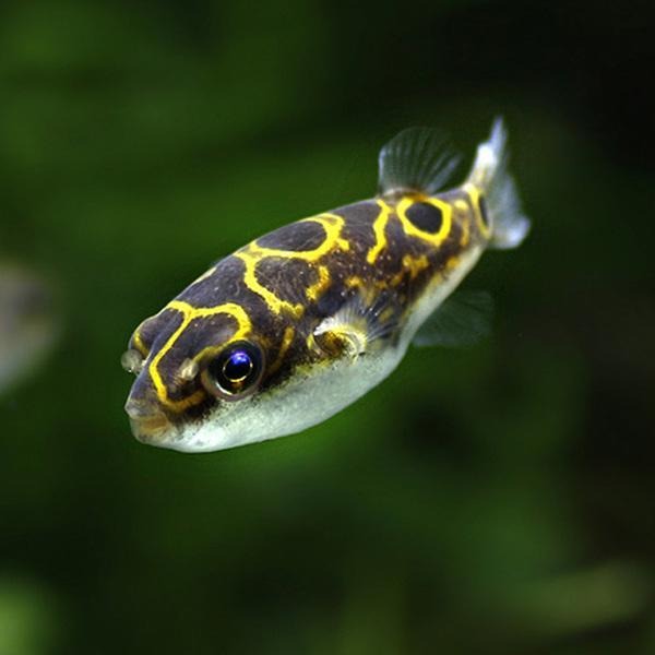 Tetraodon biocellatus