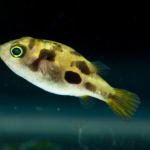 Tetraodon travancoricus