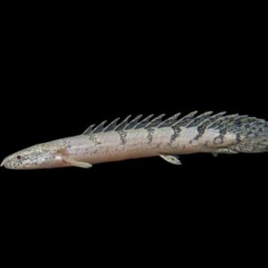 Polypterus delhezi