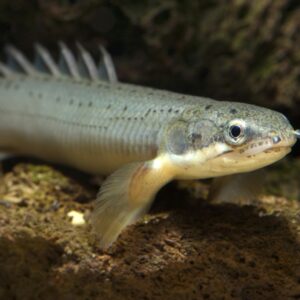 Polypterus senegalus