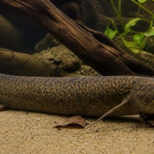 Protopterus annectens