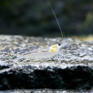 Caridina multidentata "Snow White"