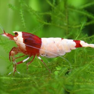 Caridina mosura