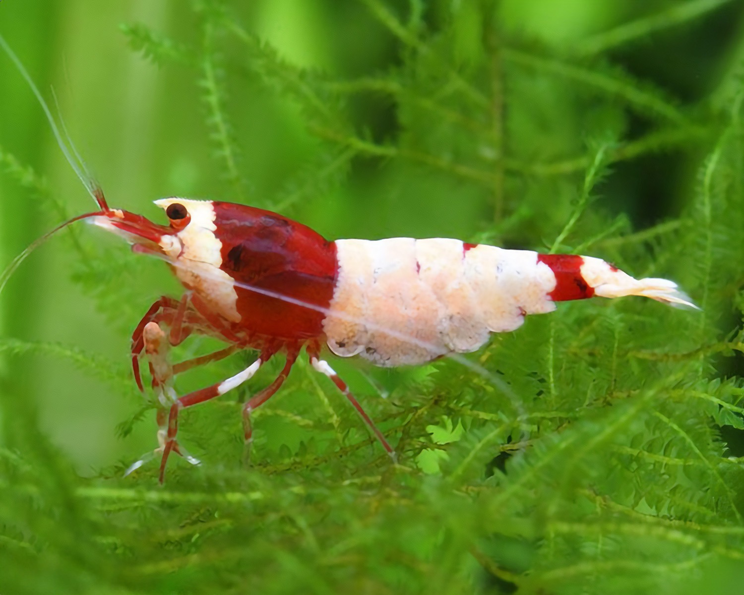 Caridina mosura