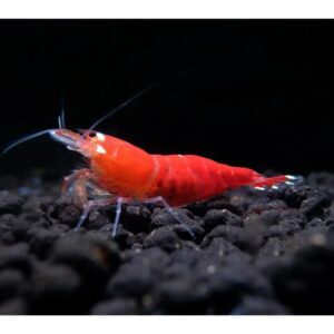 Caridina sp. "Super Red"