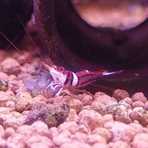 Caridina spingocola