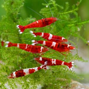 Caridina sp. "Red Wine" (Taiwan Bee)