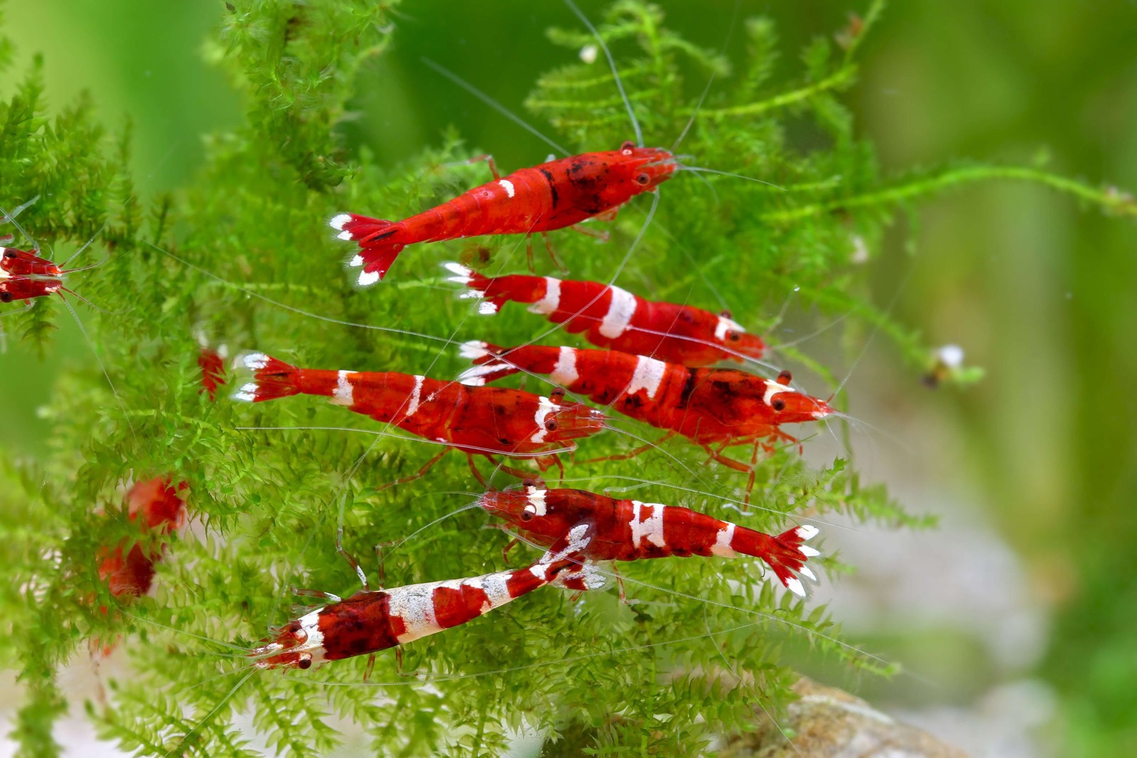 Caridina sp. "Red Wine" (Taiwan Bee)