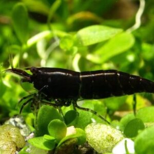 Neocaridina davidi black rose