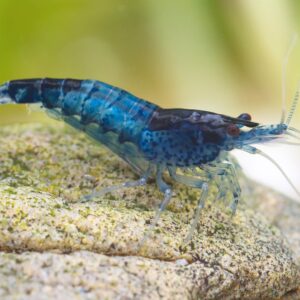 Neocaridina denticulata blue rilli