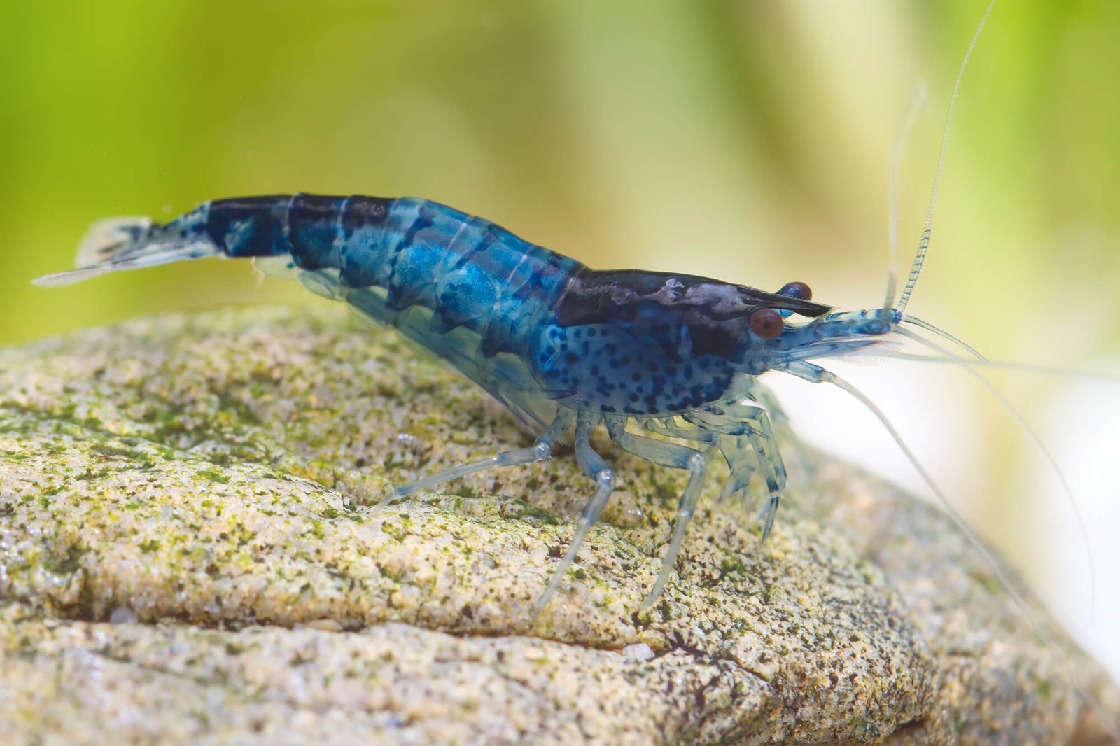 Neocaridina denticulata blue rilli