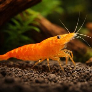 Neocaridina heteropoda sakura orange