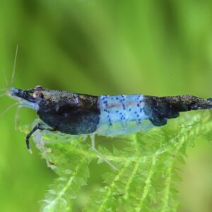 Neocaridina davidi "Full Black Rili"