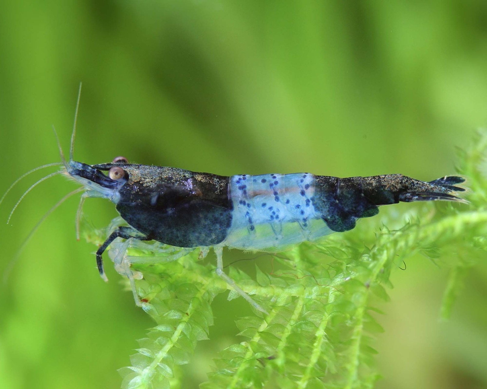 Neocaridina davidi "Full Black Rili"