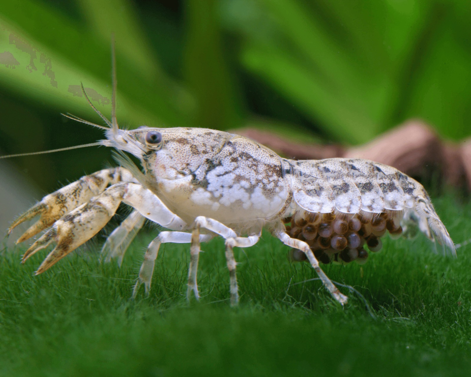 Cambarellus texanus
