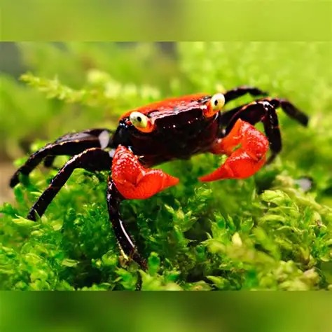 Geosesarma sp. "Red Batik"