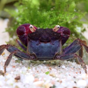 Geosesarma sp. "Blue Vampire"