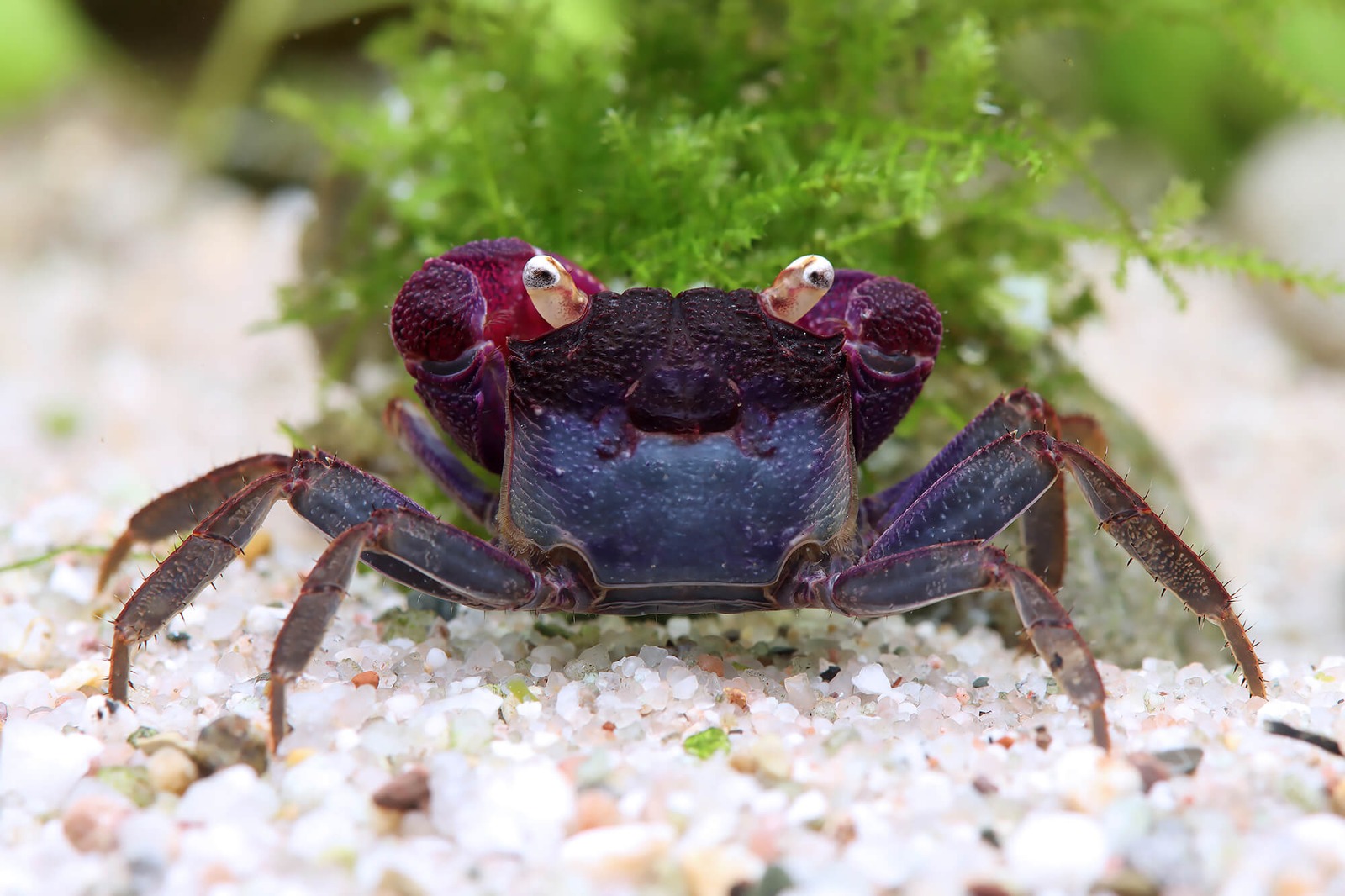 Geosesarma sp. "Blue Vampire"