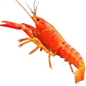 Procambarus Alleni orange