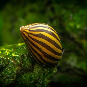 Neritina snail - paralella