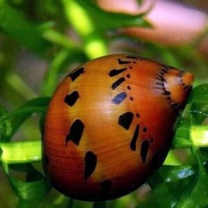 Neritina sp. "Red Spotted"