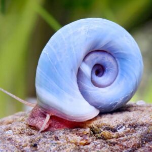Planorbella duryi "Blue"