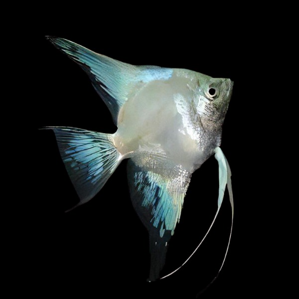 ESCALAR PARAIBA BLUE/GREEN GHOST