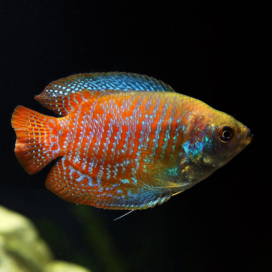 Gurami enano — Trichogaster lalius (Colisa lalia)