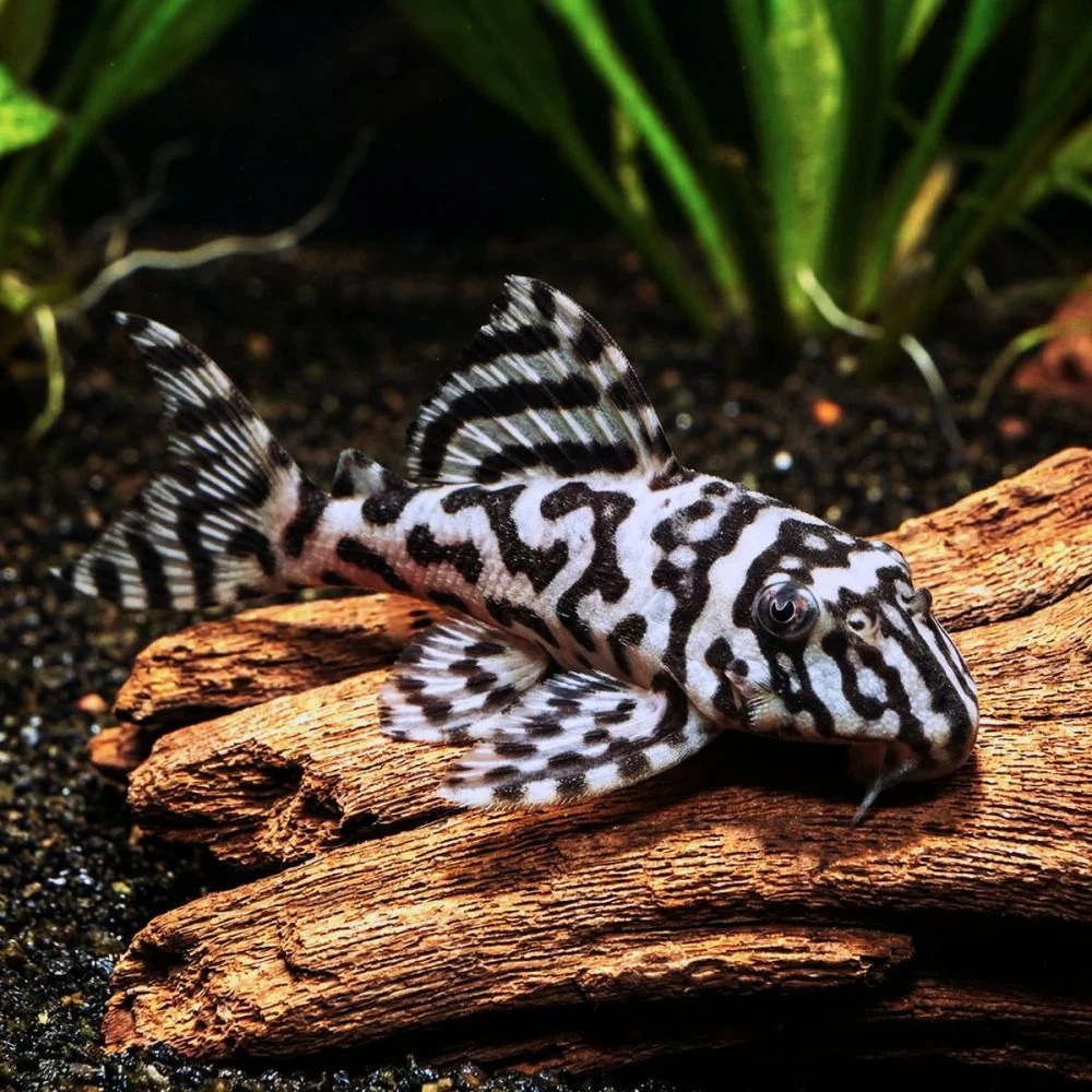 Hypancistrus sp. L236 Basic